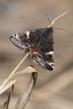 Archiearis infans 69470014 by Rob Foster. Used under a CC BY 4.0 license.