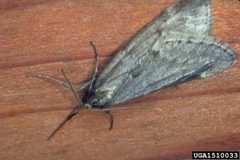 Alsophila pometaria 1510033 by USDA Forest Service - Region 8 Archive, USDA Forest Service, Bugwood.org. Used under a CC BY 3.0 us license.