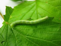 Alsophila pometaria caterpillar by Beatriz Moisset. Used under a CC BY-SA 4.0 license.