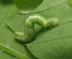 Alsophila pometaria caterpillar. Fraxinus pennsylvanica by Beatriz Moisset. Used under a CC BY-SA 4.0 license.