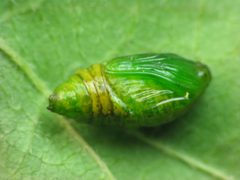Alsophila pometaria pupa by Beatriz Moisset. Used under a CC BY-SA 4.0 license.
