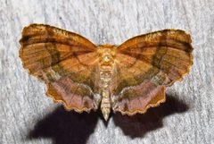 Cepphis armataria by David Dodd. Used under a CC BY 4.0 license.