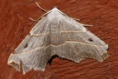 Metanema inatomaria 01 by CBG Photography Group, Centre for Biodiversity Genomics. Used under a CC0 license.