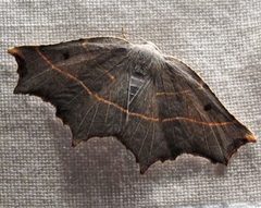 Metanema inatomaria female by Jacy Lucier. Used under a CC BY-SA 4.0 license.