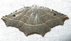 Metanema inatomaria male by Jacy Lucier. Used under a CC BY-SA 4.0 license.
