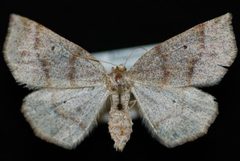 Metarranthis duaria by Jeremy deWaard, University of British Columbia. Used under a CC BY 3.0 license.