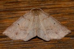 Metarranthis duaria 01 by CBG Photography Group, Centre for Biodiversity Genomics. Used under a CC0 license.