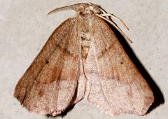 Metarranthis duaria 02 by CBG Photography Group, Centre for Biodiversity Genomics. Used under a CC0 license.