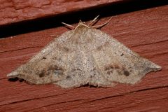 Metarranthis duaria 03 by CBG Photography Group, Centre for Biodiversity Genomics. Used under a CC0 license.