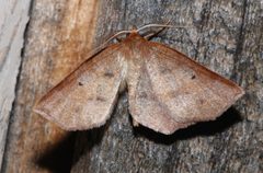 Metarranthis duaria 3782853 by Laura Gaudette. Used under a CC BY 4.0 license.