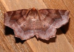 Metarranthis homuraria 6410959 by Laura Gaudette. Used under a CC BY 4.0 license.