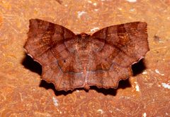 Metarranthis homuraria 7623756 by Laura Gaudette. Used under a CC BY 4.0 license.