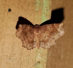 Metarranthis homuraria 90833566 by Laura Gaudette. Used under a CC BY 4.0 license.