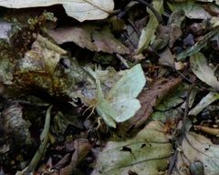 Metarranthis hypochraria by Dendroica cerulea. Used under a CC BY 2.0 license.