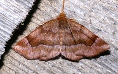 Metarranthis refractaria 4812271 by Laura Gaudette. Used under a CC BY 4.0 license.