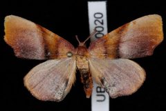 Plagodis phlogosaria1 by Jeremy deWaard, University of British Columbia. Used under a CC BY 3.0 license.