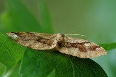 Plagodis.pulveraria.-.lindsey by James K. Lindsey. Used under a CC BY-SA 3.0 license.
