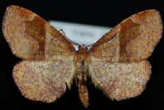Plagodis pulveraria by Jeremy deWaard, University of British Columbia. Used under a CC BY 3.0 license.