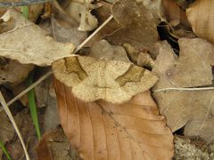 Plagodis pulveraria FvL by User:Fvlamoen. Used under a CC BY-SA 3.0 license.