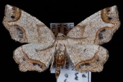 Probole amicaria by Jeremy deWaard, University of British Columbia. Used under a CC BY 3.0 license.
