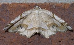 Probole amicaria P1580630a by 
xpda. Used under a CC BY-SA 4.0 license.