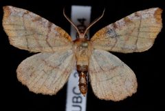 Selenia alciphearia by Jeremy deWaard, University of British Columbia. Used under a CC BY 3.0 license.