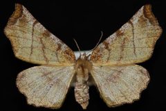 Selenia alciphearia1 by Jeremy deWaard, University of British Columbia. Used under a CC BY 3.0 license.