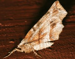 Selenia alciphearia2 by CBG Photography Group, Centre for Biodiversity Genomics. Used under a CC0 license.