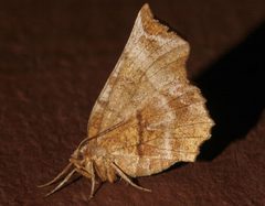 Selenia alciphearia3 by CBG Photography Group, Centre for Biodiversity Genomics. Used under a CC0 license.