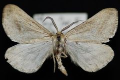 Aspitates aberrata by Jeremy deWaard, University of British Columbia. Used under a CC BY 3.0 license.