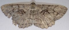 Cymatophora approximaria by iNaturalist user: kcthetc1. Used under a CC0 license.