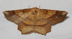 Euchlaena amoenaria by Mike Boone. Used under a CC BY-SA 2.5 license.