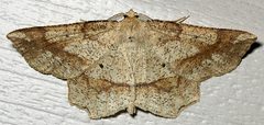Euchlaena amoenaria1 by Mike Boone. Used under a CC BY-SA 2.5 license.