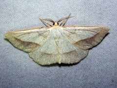 Euchlaena irraria by Louis Imbeau. Used under a CC BY 4.0 license.