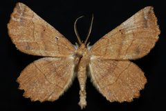 Euchlaena johnsonaria1 by Jeremy deWaard, University of British Columbia. Used under a CC BY 3.0 license.