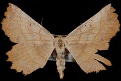 Euchlaena johnsonaria2 by Jeremy deWaard, University of British Columbia. Used under a CC BY 3.0 license.