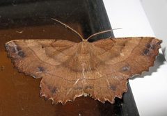 Euchlaena johnsonaria 1 by Jacy Lucier. Used under a CC BY-SA 4.0 license.