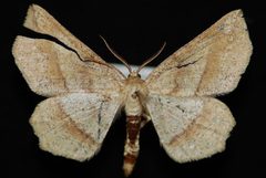 Euchlaena marginaria by Jeremy deWaard, University of British Columbia. Used under a CC BY 3.0 license.