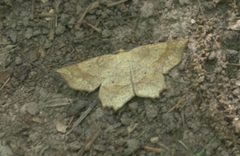 Euchlaena marginaria P1160903a by
xpda. Used under a CC BY-SA 4.0 license.