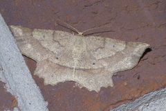 Euchlaena marginaria P1380661a by 
xpda. Used under a CC BY-SA 4.0 license.