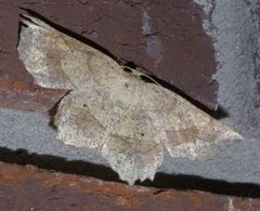 Euchlaena pectinaria P1450480a by 
xpda. Used under a CC BY-SA 4.0 license.