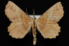 Euchlaena mollisaria by Jeremy deWaard, University of British Columbia. Used under a CC BY 3.0 license.