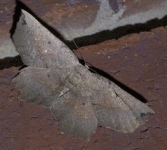 Euchlaena obtusaria P1400078a by 
xpda. Used under a CC BY-SA 4.0 license.