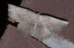 Euchlaena obtusaria P1630497a by 
xpda. Used under a CC BY-SA 4.0 license.