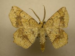 Euchlaena pectinaria by JB Sullivan, Research Collection of J. B. Sullivan. Used under a Public domain license.