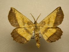 Euchlaena serrata1 by JB Sullivan, Research Collection of J. B. Sullivan. Used under a Public domain license.