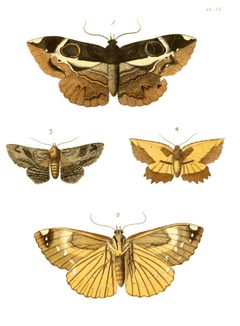 Illustrations of Exotic Entomology I 20 by Plates: Dru Drury (1725–1803). Text: John Obadiah Westwood (1805–1893). Used under a Public domain license.