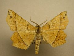 Euchlaena tigrinaria1 by JB Sullivan, Research Collection of J. B. Sullivan. Used under a Public domain license.