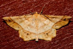 Euchlaena tigrinaria 01 by CBG Photography Group, Centre for Biodiversity Genomics. Used under a CC0 license.