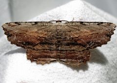 Lytrosis unitaria 1 by Jacy Lucier. Used under a CC BY-SA 4.0 license.